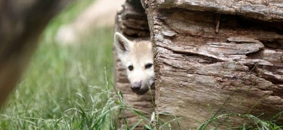 Abbattere lupi e orsi? La Lav alla Pat: Se passa la norma i danni li pagherà chi l'ha votata